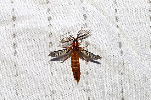 Glow Worm Beetle (Phengodes sp.)  ♂ At 365nm UV light setup at the edge of a dense mixed forest. Geotagged,Spring,United States