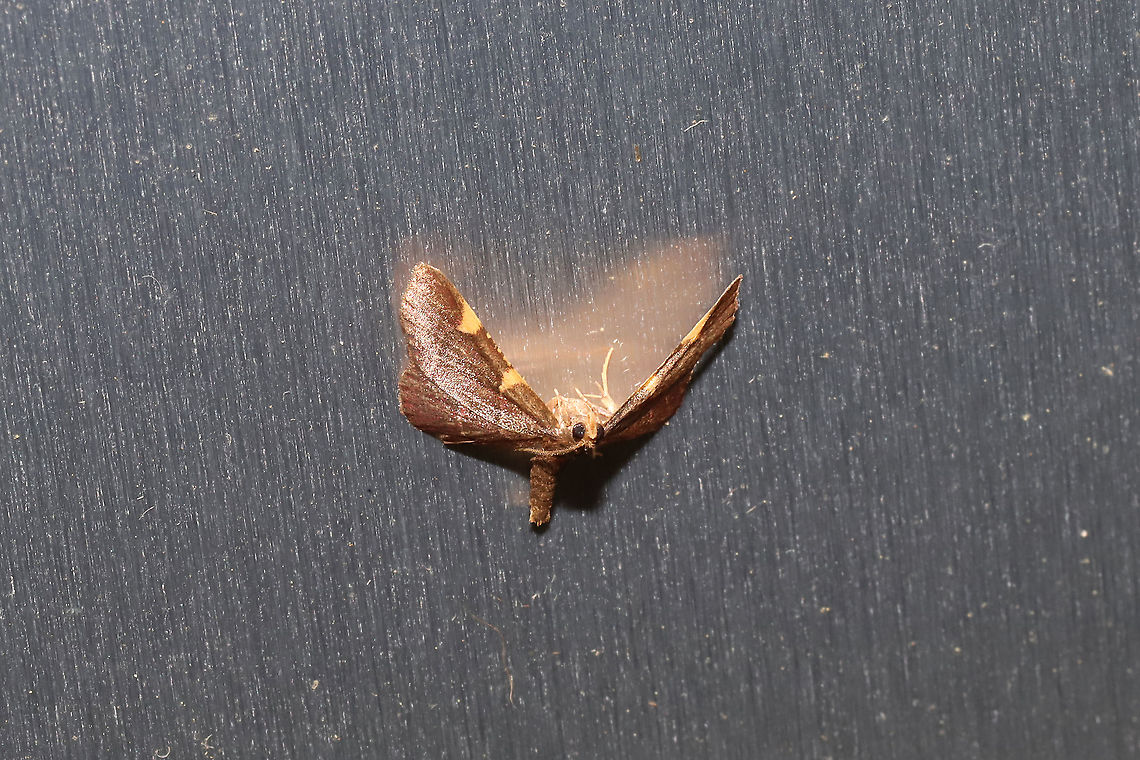 Yellow-fringed Dolichomia Moth (Hypsopygia olinalis) At porch lights near a dense mixed forest edge. Geotagged,Hypsopygia olinalis,Spring,United States,Yellow-fringed dolichomia