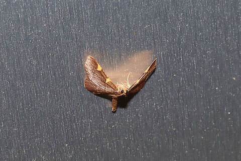 Yellow-fringed Dolichomia Moth (Hypsopygia olinalis) At porch lights near a dense mixed forest edge. Geotagged,Hypsopygia olinalis,Spring,United States,Yellow-fringed dolichomia