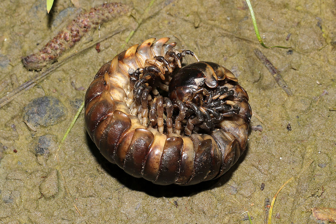 Pachydesmus crassicutis GIGANTIC millipede found in a flood plain near a pond. Even rolled up, this beauty could barely fit in my palm!<br />
<figure class="photo"><a href="https://www.jungledragon.com/image/96520/pachydesmus_crassicutis.html" title="Pachydesmus crassicutis"><img src="https://s3.amazonaws.com/media.jungledragon.com/images/3231/96520_thumb.jpg?AWSAccessKeyId=05GMT0V3GWVNE7GGM1R2&Expires=1759968010&Signature=M8du4%2BvhErVy0L2HMh8YB5%2BycfM%3D" width="200" height="134" alt="Pachydesmus crassicutis GIGANTIC millipede found in a flood plain near a pond. Rolled up, this beauty could barely fit in my palm! <br />
https://www.jungledragon.com/image/96519/pachydesmus_crassicutis.html Geotagged,Pachydesmus crassicutis,Spring,United States" /></a></figure> Geotagged,Pachydesmus crassicutis,Spring,United States