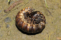 Pachydesmus crassicutis GIGANTIC millipede found in a flood plain near a pond. Even rolled up, this beauty could barely fit in my palm!<br />
https://www.jungledragon.com/image/96520/pachydesmus_crassicutis.html Geotagged,Pachydesmus crassicutis,Spring,United States