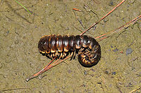 Pachydesmus crassicutis GIGANTIC millipede found in a flood plain near a pond. Rolled up, this beauty could barely fit in my palm! <br />
https://www.jungledragon.com/image/96519/pachydesmus_crassicutis.html Geotagged,Pachydesmus crassicutis,Spring,United States