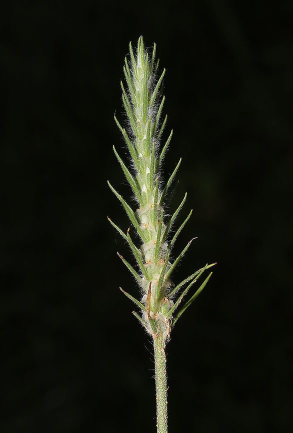 Bracted Plantain (Plantago aristata) In a grassy lawn in a rural area. Geotagged,Plantago aristata,Spring,United States