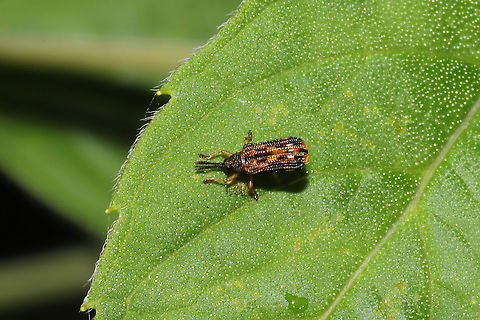 Sumitrosis inaequalis at a dense mixed forest edge.  Geotagged,Sumitrosis inaequalis,Summer,United States