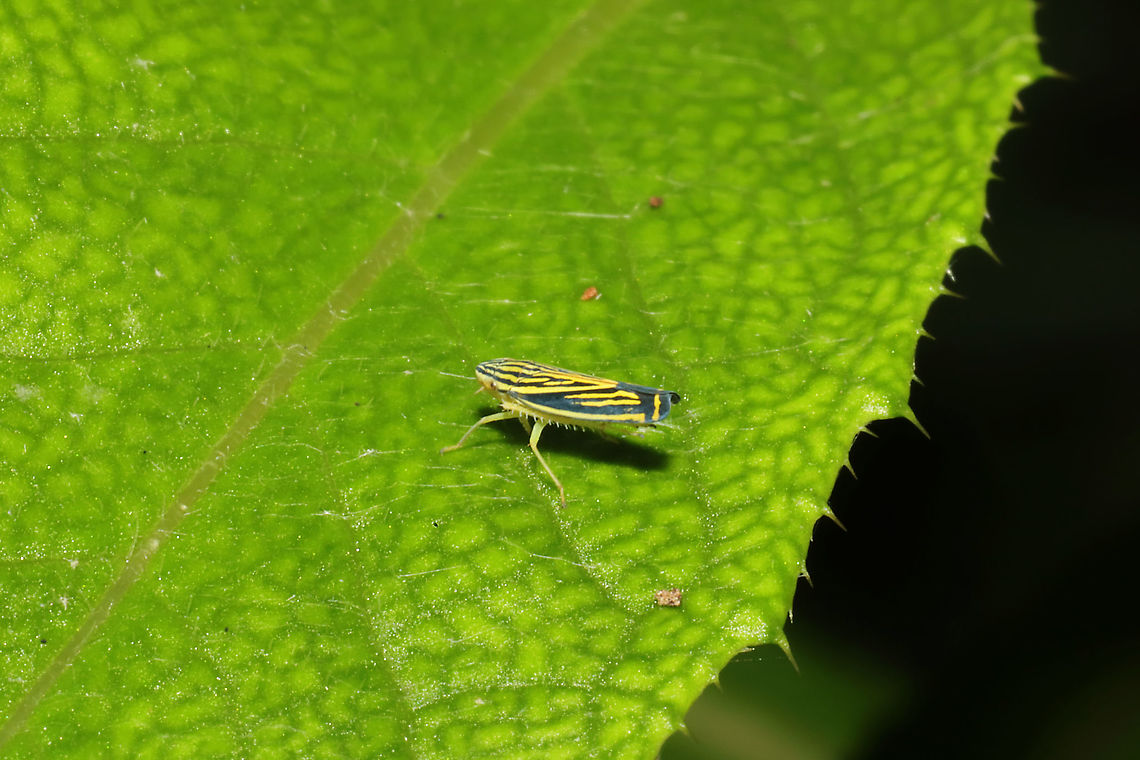 Yellow-striped Leafhopper (Sibovia occatoria) At a dense mixed forest edge  Geotagged,Sibovia occatoria,Summer,United States