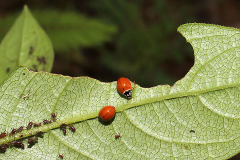 Spotless Lady Beetles (Cycloneda sanguinea) Lady beetles feeding on aphids at the edge of a dense mixed forest.  Cycloneda sanguinea,Geotagged,Spotless Ladybird Beetle,Summer,United States