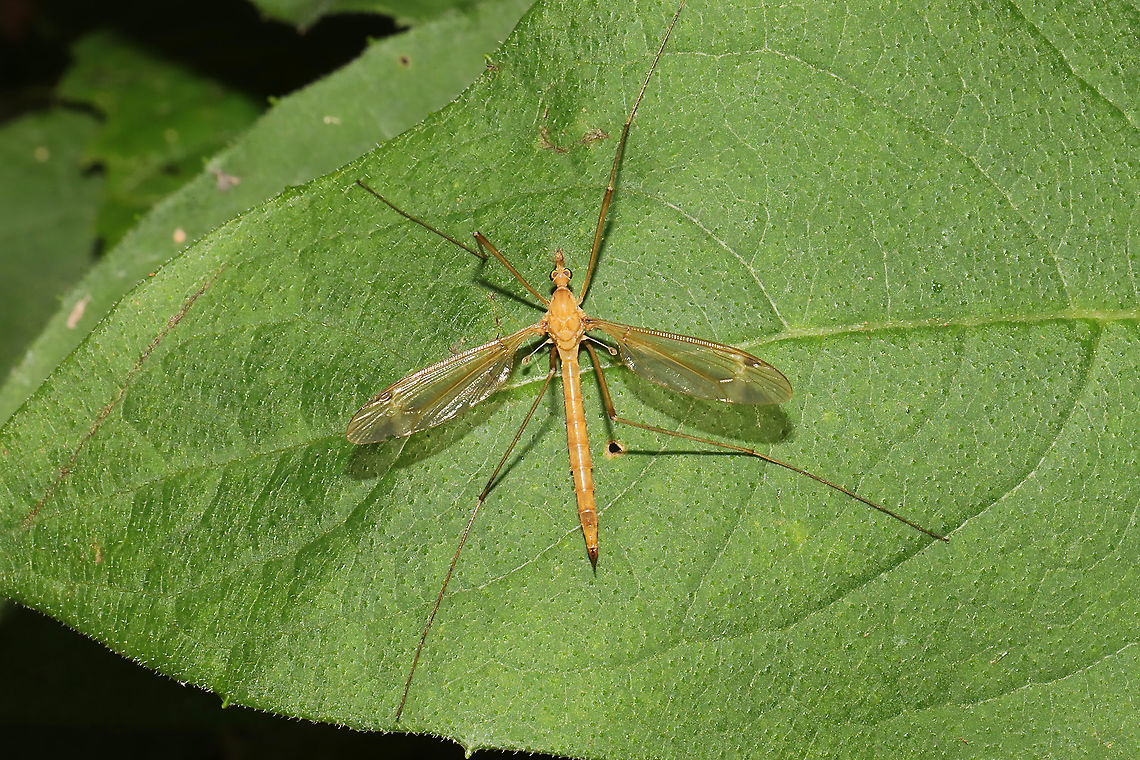 Tipula sp. Resting on foliage at a dense mixed forest edge. Geotagged,Summer,United States