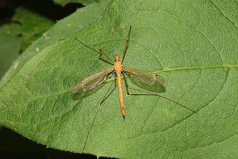 Tipula sp. Resting on foliage at a dense mixed forest edge. Geotagged,Summer,United States