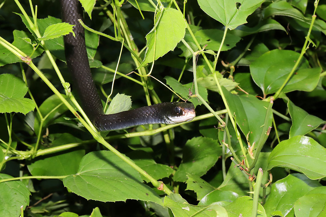 Northern Black Racer (Coluber constrictor constrictor) Hanging out in foliage at the edge of a dense mixed forest.  Coluber constrictor constrictor,Geotagged,Northern Black Racer,Summer,United States