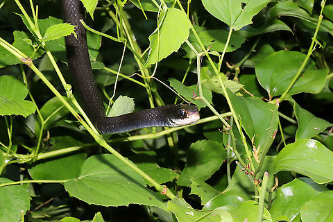 Northern Black Racer (Coluber constrictor constrictor) Hanging out in foliage at the edge of a dense mixed forest.  Coluber constrictor constrictor,Geotagged,Northern Black Racer,Summer,United States