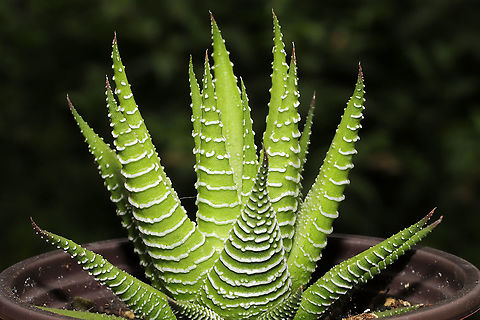 Zebra Haworthia (Haworthiopsis attenuata) Christine (and Ferdy) made it so I could not resist getting some new houseplants, so this was one of my recent purchases. I absolutely love succulents, and this one was quite interesting. Geotagged,Haworthiopsis attenuata,Summer,United States