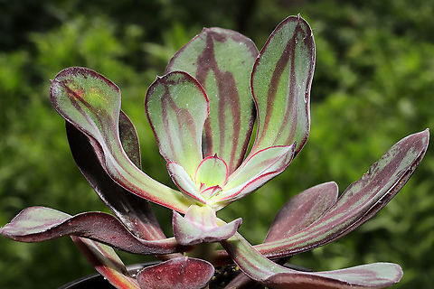 Painted Echeveria (Echeveria nodulosa) Christine (and Ferdy) made it so I could not resist getting some new houseplants, so this was one of my recent purchases. Echeveria nodulosa,Geotagged,Summer,United States
