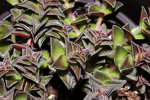 Crassula corymbulosa Christine (and Ferdy) made it so I could not resist getting some new houseplants, so this was one of my recent purchases Crassula corymbulosa,Geotagged,Summer,United States