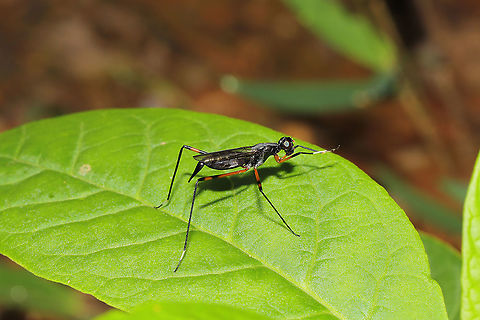 Stilt-Legged Fly (Rainieria antennaepes) On foliage at a dense mixed forest edge. 
The species name "antennaepes" translates to "antenna foot."  Rainieria antennaepes is an effective ichneumonid wasp mimic, often holding up its front two legs and waving them as if they were antennae.
You can really see the similarity here when comparing these two observations:
Christine Young's Mesostenus thoracicus
https://www.jungledragon.com/image/66469/ichneumon_wasp_-_mesostenus_thoracicus.html
 Geotagged,Rainieria antennaepes,Summer,United States