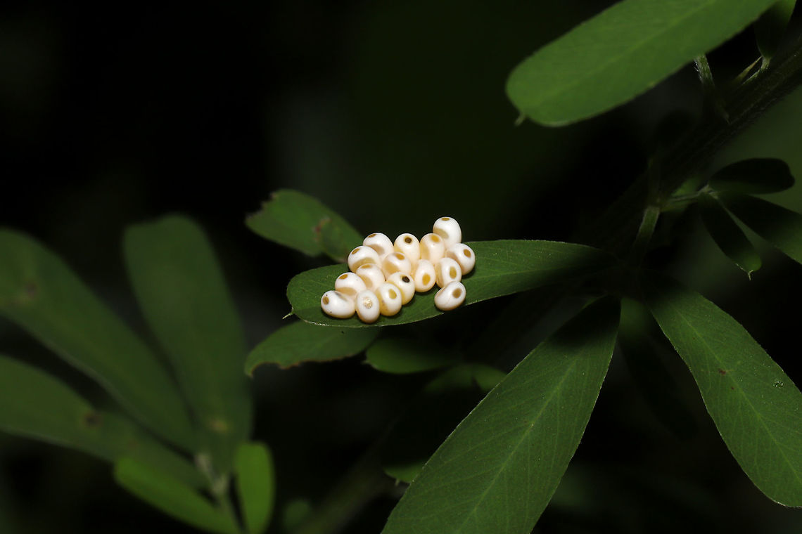 Io Moth Eggs (Automeris io) On Lespedeza cuneata, at the edge of a dense mixed forest. <br />
<br />
Note to anyone reading this:<br />
We really need to get an adult moth photo for JD! Automeris io,Geotagged,Io moth,Summer,United States