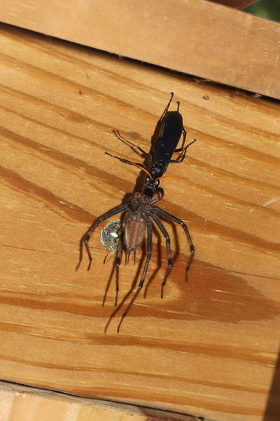 Entypus magnus with Agelenopsis cf naevia (host) I was out on the porch, picking up a few things, when I saw this monstrosity flying near me. It looked like something out of H.P. Lovecraft books, but I quickly realized that it was a wasp carrying a large lycosid spider. This location is at the disturbed edge of a dense mixed forest. <br />
<br />
<figure class="photo"><a href="https://www.jungledragon.com/image/97066/entypus_magnus_with_agelenopsis_cf_naevia_host.html" title="Entypus magnus with Agelenopsis cf naevia (host)"><img src="https://s3.amazonaws.com/media.jungledragon.com/images/3231/97066_thumb.jpg?AWSAccessKeyId=05GMT0V3GWVNE7GGM1R2&Expires=1767225610&Signature=dGjNCp4IssP2VbBDi3BfHeR7iVw%3D" width="200" height="134" alt="Entypus magnus with Agelenopsis cf naevia (host) I was out on the porch, picking up a few things, when I saw this monstrosity flying near me. It looked like something out of H.P. Lovecraft books, but I quickly realized that it was a wasp carrying a large lycosid spider. This location is at the disturbed edge of a dense mixed forest. <br />
<br />
https://www.jungledragon.com/image/97065/entypus_sp.html Agelenopsis naevia,Entypus fulvicornis,Entypus magnus,Geotagged,Summer,United States" /></a></figure> Entypus fulvicornis,Entypus magnus,Geotagged,Summer,United States