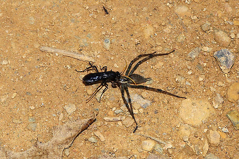 Entypus magnus with Agelenopsis cf naevia (host) I was out on the porch, picking up a few things, when I saw this monstrosity flying near me. It looked like something out of H.P. Lovecraft books, but I quickly realized that it was a wasp carrying a large lycosid spider. This location is at the disturbed edge of a dense mixed forest. 

https://www.jungledragon.com/image/97065/entypus_sp.html Agelenopsis naevia,Entypus fulvicornis,Entypus magnus,Geotagged,Summer,United States