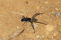 Entypus magnus with Agelenopsis cf naevia (host) I was out on the porch, picking up a few things, when I saw this monstrosity flying near me. It looked like something out of H.P. Lovecraft books, but I quickly realized that it was a wasp carrying a large lycosid spider. This location is at the disturbed edge of a dense mixed forest. <br />
<br />
https://www.jungledragon.com/image/97065/entypus_sp.html Agelenopsis naevia,Entypus fulvicornis,Entypus magnus,Geotagged,Summer,United States