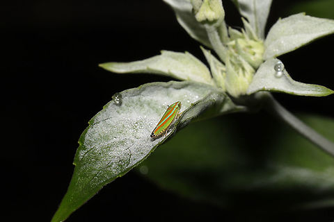 Versute Sharpshooter (Graphocephala versuta) On Pycnanthemum sp. at the edge of a dense mixed forest.  Geotagged,Graphocephala versuta,Summer,United States
