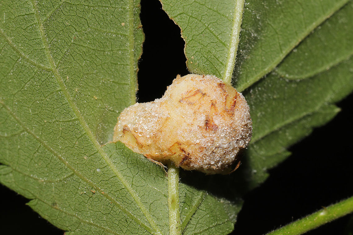 Neolasioptera farinosa On an Allegheny Blackberry (Rubus allegheniensis) leaf.  Geotagged,Neolasioptera farinosa,Summer,United States