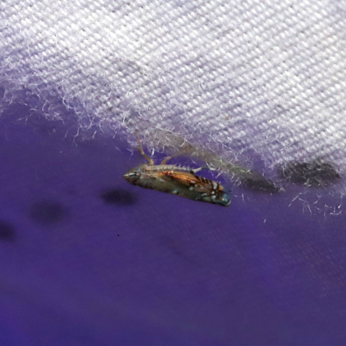 Scaphoideus atlantus? The closest ID I could find on BugGuide. AT a 365nm UV light at a dense mixed forest edge  Geotagged,Scaphoideus atlantus,Summer,United States