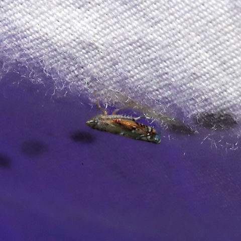 Scaphoideus atlantus? The closest ID I could find on BugGuide. AT a 365nm UV light at a dense mixed forest edge  Geotagged,Scaphoideus atlantus,Summer,United States