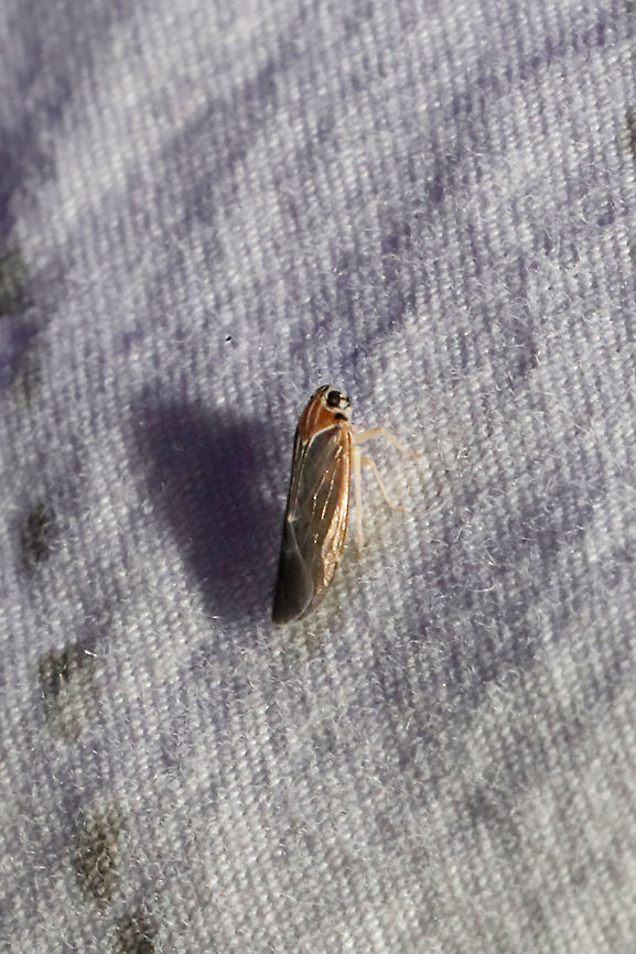 Synecdoche impunctata At a 365nm UV light at a dense mixed forest edge. <br />
Thanks to Christine and hopperdude (on iNaturalist) for helping me out with this one! Geotagged,Summer,Synecdoche impunctata,United States