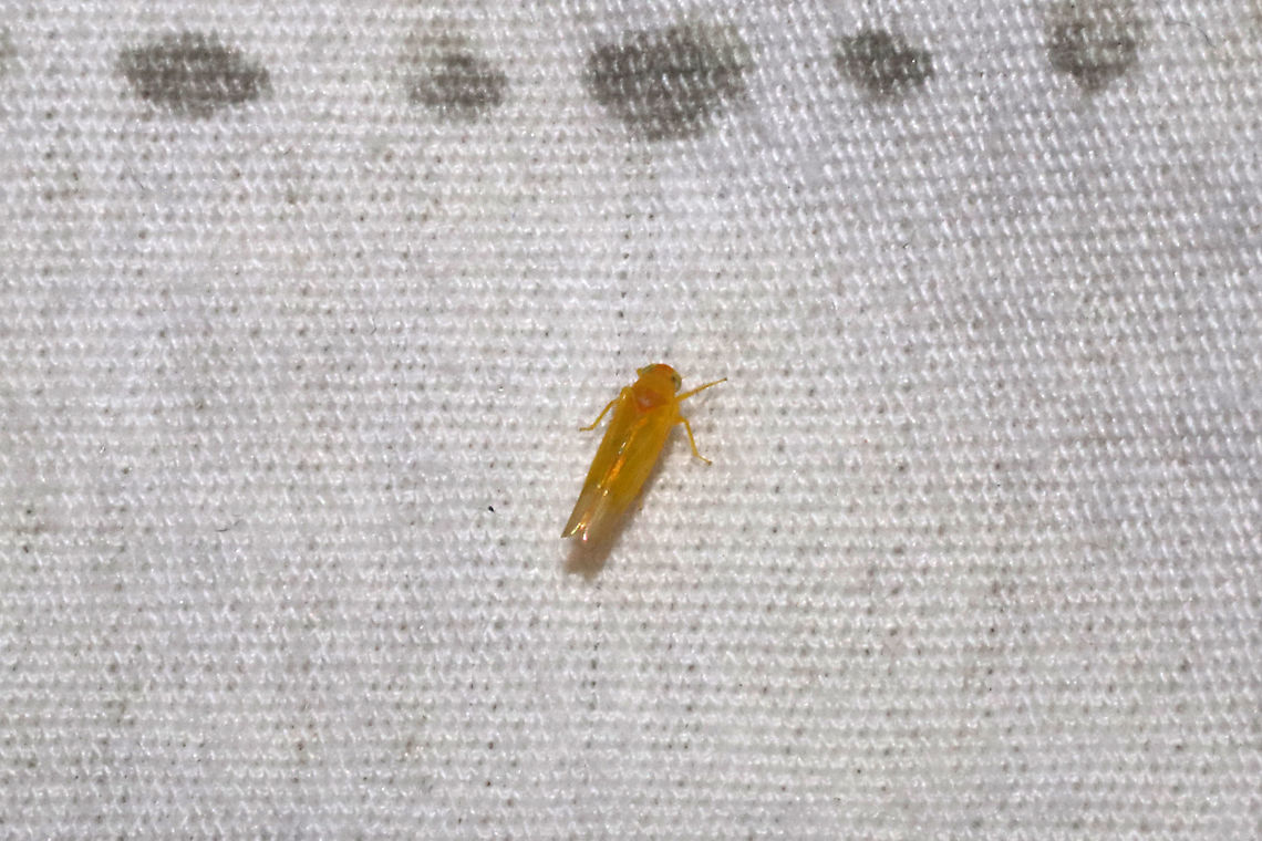 Alebra rubra? My best guess is Alebra rubra. You can't really see the true redness of the head here. At a 365nm UV light at the edge of a dense mixed forest. Alebra rubra,Alebra rubrafrons,Geotagged,Summer,United States