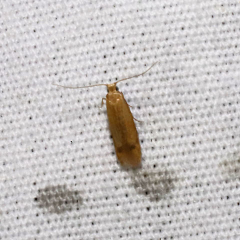 Tischeria quercitella? Tentative ID. This micromoth was at a UV light at a dense mixed forest edge. Geotagged,Oak blotch miner moth,Summer,Tischeria quercitella,United States