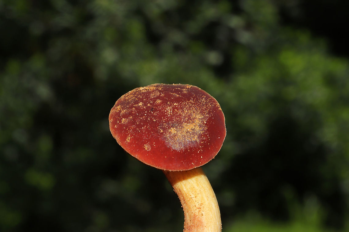 Xerocomus illudens? Growing under Quercus marilandica at a forest edge.<br />
<br />
Reticulation from apex to 1/3 down stem. Stem tapered at base. Mycelium cream colored.<br />
<br />
Pileus: brick red and dry/velvety. Quickly turns blue/green on ammonia exposure, fading to deep brown/black. Turns dark brown with KOH exposure.<br />
<br />
Fertile surface: yellow and nonstaining. Turn peach/brownish with KOH exposure.<br />
<br />
Flavor: mild and pleasant.<br />
<figure class="photo"><a href="https://www.jungledragon.com/image/97576/xerocomus_illudens.html" title="Xerocomus illudens?"><img src="https://s3.amazonaws.com/media.jungledragon.com/images/3231/97576_thumb.jpg?AWSAccessKeyId=05GMT0V3GWVNE7GGM1R2&Expires=1759968010&Signature=wZ%2BBK6jb54U270iffj0wltrRLSM%3D" width="200" height="200" alt="Xerocomus illudens? Growing under Quercus marilandica at a forest edge.<br />
<br />
Reticulation from apex to 1/3 down stem. Stem tapered at base. Mycelium cream colored.<br />
<br />
Pileus: brick red and dry/velvety. Quickly turns blue/green on ammonia exposure, fading to deep brown/black. Turns dark brown with KOH exposure.<br />
<br />
Fertile surface: yellow and nonstaining. Turn peach/brownish with KOH exposure.<br />
<br />
Flavor: mild and pleasant. <br />
https://www.jungledragon.com/image/97575/xerocomus_illudens.html Geotagged,Summer,United States,Xerocomus illudens" /></a></figure> Geotagged,Summer,United States,Xerocomus illudens