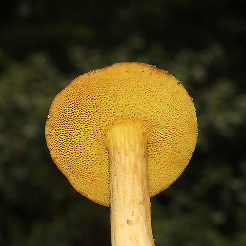 Xerocomus illudens? Growing under Quercus marilandica at a forest edge.

Reticulation from apex to 1/3 down stem. Stem tapered at base. Mycelium cream colored.

Pileus: brick red and dry/velvety. Quickly turns blue/green on ammonia exposure, fading to deep brown/black. Turns dark brown with KOH exposure.

Fertile surface: yellow and nonstaining. Turn peach/brownish with KOH exposure.

Flavor: mild and pleasant. 
https://www.jungledragon.com/image/97575/xerocomus_illudens.html Geotagged,Summer,United States,Xerocomus illudens