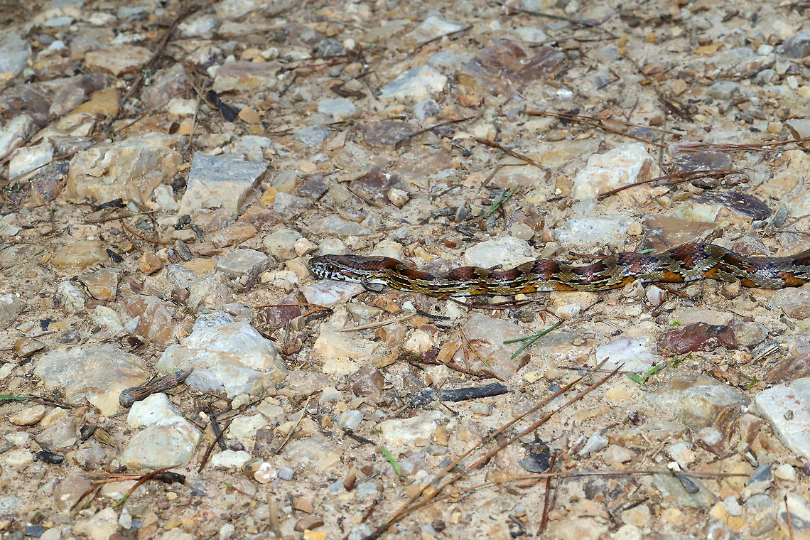 Corn Snake (Pantherophis guttatus) On a dirt road near a dense mixed forest edge.<br />
<br />
I would have gotten closer, but I had a puppy on a leash that I didn&#039;t want to get bit!  Corn snake,Geotagged,Pantherophis guttatus,Summer,United States