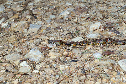 Corn Snake (Pantherophis guttatus) On a dirt road near a dense mixed forest edge.

I would have gotten closer, but I had a puppy on a leash that I didn't want to get bit!  Corn snake,Geotagged,Pantherophis guttatus,Summer,United States