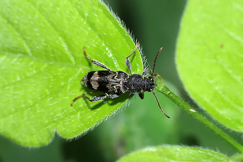 Rustic Borer (Xylotrechus colonus) On foliage at a dense mixed forest edge. Geotagged,Rustic Borer,Summer,United States,Xylotrechus colonus