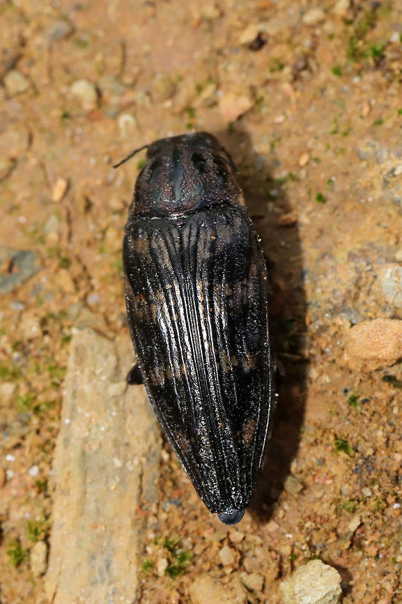 Buprestis consularis Dead individual at a dense mixed forest edge.<br />
<figure class="photo"><a href="https://www.jungledragon.com/image/97767/buprestis_consularis.html" title="Buprestis consularis"><img src="https://s3.amazonaws.com/media.jungledragon.com/images/3231/97767_thumb.jpg?AWSAccessKeyId=05GMT0V3GWVNE7GGM1R2&Expires=1769040010&Signature=oKgIP6vl2%2FCPsZumxPRuhq35gvE%3D" width="200" height="134" alt="Buprestis consularis Dead individual at a dense mixed forest edge. <br />
https://www.jungledragon.com/image/97766/buprestis_consularis.html Buprestis consularis,Geotagged,Summer,United States" /></a></figure> Buprestis consularis,Geotagged,Summer,United States