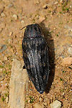 Buprestis consularis Dead individual at a dense mixed forest edge.<br />
https://www.jungledragon.com/image/97767/buprestis_consularis.html Buprestis consularis,Geotagged,Summer,United States