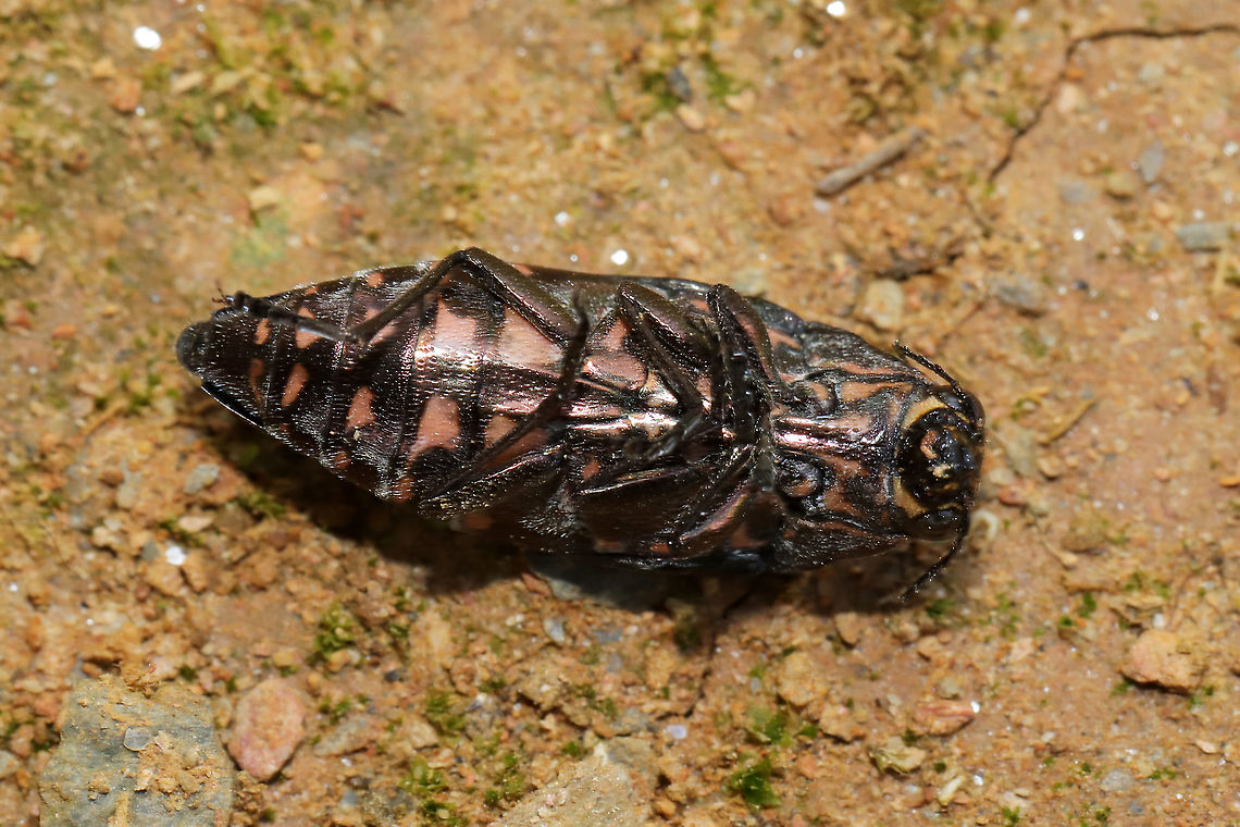 Buprestis consularis Dead individual at a dense mixed forest edge. <br />
<figure class="photo"><a href="https://www.jungledragon.com/image/97766/buprestis_consularis.html" title="Buprestis consularis"><img src="https://s3.amazonaws.com/media.jungledragon.com/images/3231/97766_thumb.jpg?AWSAccessKeyId=05GMT0V3GWVNE7GGM1R2&Expires=1769040010&Signature=TVCDIAQ4BBHmSfabunHRwzdJUeY%3D" width="102" height="152" alt="Buprestis consularis Dead individual at a dense mixed forest edge.<br />
https://www.jungledragon.com/image/97767/buprestis_consularis.html Buprestis consularis,Geotagged,Summer,United States" /></a></figure> Buprestis consularis,Geotagged,Summer,United States
