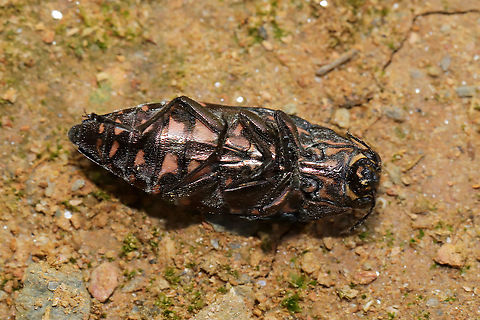 Buprestis consularis Dead individual at a dense mixed forest edge. 
https://www.jungledragon.com/image/97766/buprestis_consularis.html Buprestis consularis,Geotagged,Summer,United States