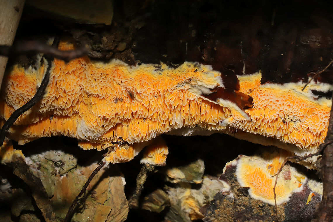 Fibroporia radiculosa Growing from a conifer root at a dense mixed forest edge. Fibroporia radiculosa,Geotagged,Summer,United States