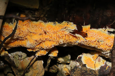 Fibroporia radiculosa Growing from a conifer root at a dense mixed forest edge. Fibroporia radiculosa,Geotagged,Summer,United States