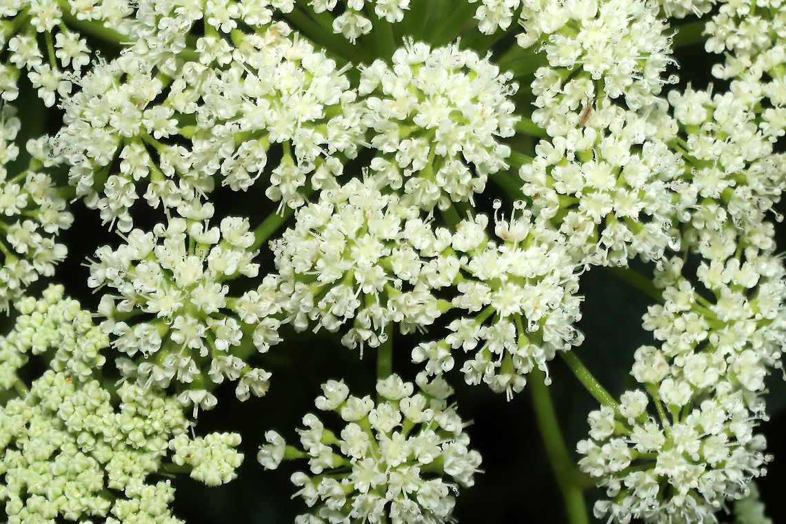 Hairy Angelica (Angelica venenosa) At a dense mixed forest edge (near a drainage ditch).<br />
<figure class="photo"><a href="https://www.jungledragon.com/image/97775/hairy_angelica_angelica_venenosa.html" title="Hairy Angelica (Angelica venenosa)"><img src="https://s3.amazonaws.com/media.jungledragon.com/images/3231/97775_thumb.jpg?AWSAccessKeyId=05GMT0V3GWVNE7GGM1R2&Expires=1759968010&Signature=HcGI1gj%2F%2B5WiWCFFHtDQQaJyzvw%3D" width="200" height="134" alt="Hairy Angelica (Angelica venenosa)  At a dense mixed forest edge (near a drainage ditch). <br />
https://www.jungledragon.com/image/97774/hairy_angelica_angelica_venenosa.html Angelica venenosa,Geotagged,Summer,United States" /></a></figure> Angelica venenosa,Geotagged,Summer,United States