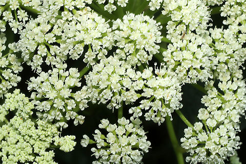 Hairy Angelica (Angelica venenosa) At a dense mixed forest edge (near a drainage ditch).
https://www.jungledragon.com/image/97775/hairy_angelica_angelica_venenosa.html Angelica venenosa,Geotagged,Summer,United States