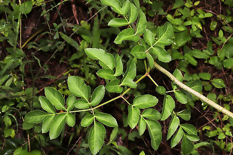 Hairy Angelica (Angelica venenosa)  At a dense mixed forest edge (near a drainage ditch). 
https://www.jungledragon.com/image/97774/hairy_angelica_angelica_venenosa.html Angelica venenosa,Geotagged,Summer,United States