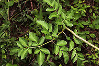 Hairy Angelica (Angelica venenosa) At a dense mixed forest edge (near a drainage ditch). <br />
https://www.jungledragon.com/image/97774/hairy_angelica_angelica_venenosa.html Angelica venenosa,Geotagged,Summer,United States