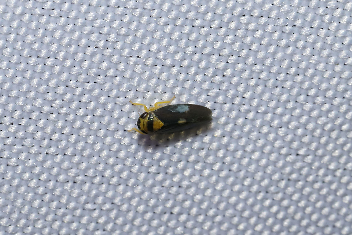 Eutettix pictus At a 395nm UV light at a dense mixed forest edge.  Eutettix pictus,Geotagged,Summer,United States