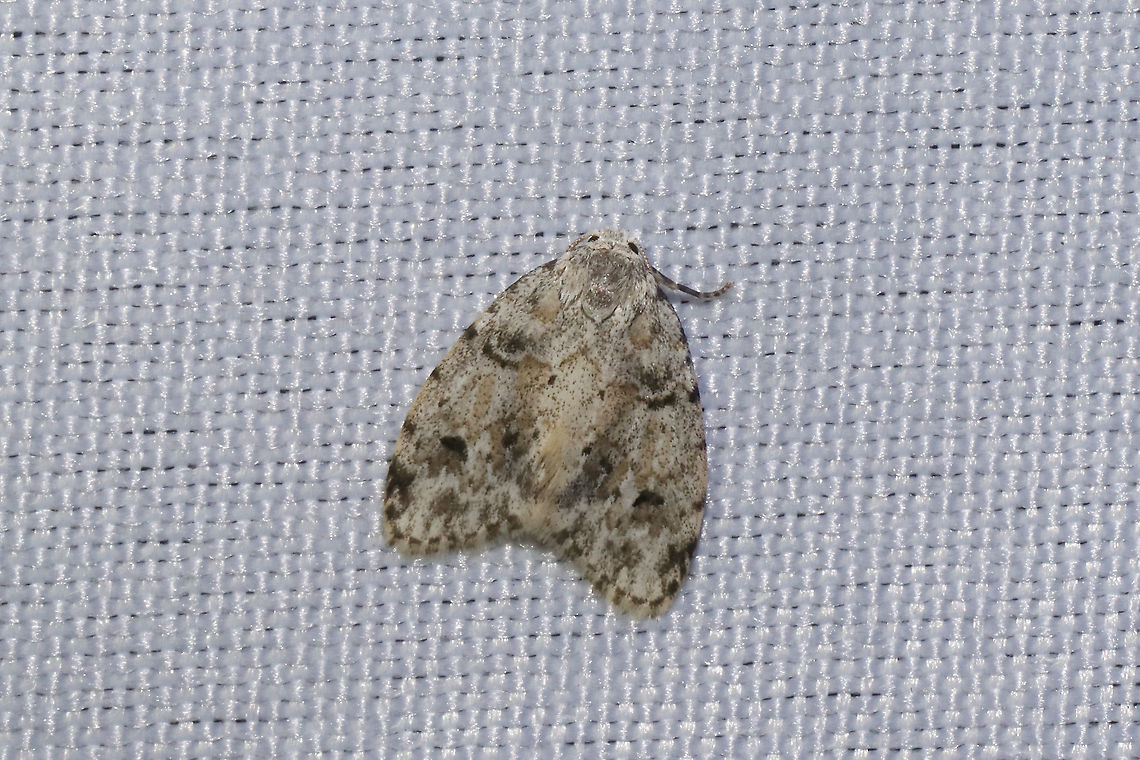 Little White Lichen Moth (Clemensia albata) At a 365nm UV light at a dense mixed forest edge. Clemensia albata,Geotagged,Little white lichen moth,Summer,United States