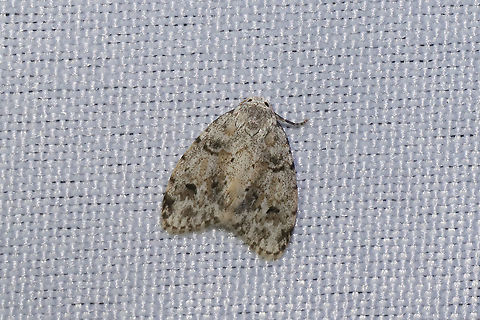 Little White Lichen Moth (Clemensia albata) At a 365nm UV light at a dense mixed forest edge. Clemensia albata,Geotagged,Little white lichen moth,Summer,United States