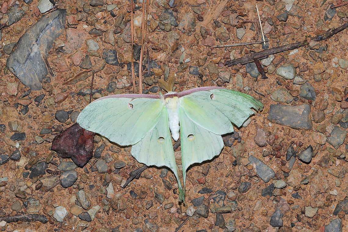 Luna Moth (Actia luna) A worn individual,  likely close to death. At the edge of a dense mixed forest. Actias luna,Geotagged,Luna Moth,Summer,United States
