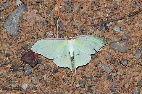 Luna Moth (Actia luna) A worn individual,  likely close to death. At the edge of a dense mixed forest. Actias luna,Geotagged,Luna Moth,Summer,United States