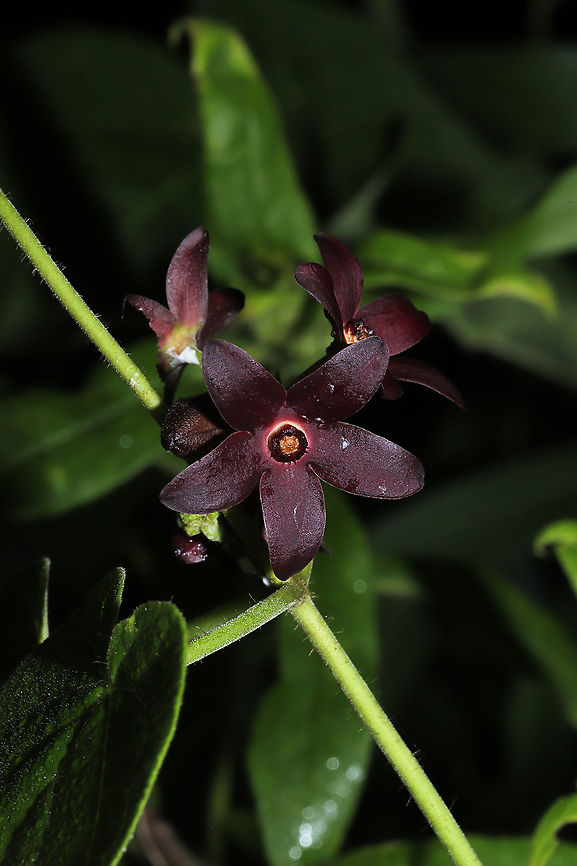 Maroon Carolina Milkvine (Matelea carolinensis) At a dense mixed forest edge. Geotagged,Maroon Carolina Milkvine,Matelea carolinensis,Summer,United States